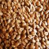 Organic Wheatgrass Seed - Certified Organic Hard Red Wheat by PowerGrow (5 Pound) view 3
