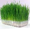 Organic Wheatgrass Seed - Certified Organic Hard Red Wheat by PowerGrow (5 Pound) view 4