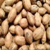 Texas Pecans Whole With Shell Fresh Crop Easy To Crack Candy Pie Choctaw by Border Merchant (9) view 1