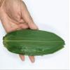 100 Small Fresh Sheets Vacuum Packed Bamboo LeavesNatural Wild Bamboo Leaf for Japanese Sushi Cuisine Grilled Meat Tableware Decoration Materials - S view 2