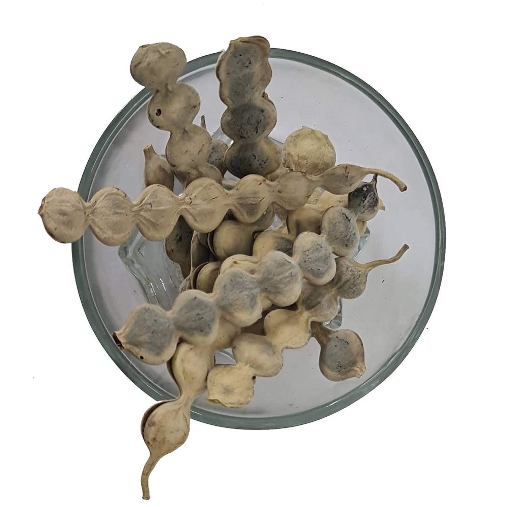 The Choice Vinayak Herbal Babul Phali Acacia Nilotica Ayurvedic Product with Multiple Benefits - 500 Gm