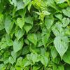 Jamaican Guaco Mikania (Wildcrafted, Air-Dried, Alkaline Herb) view 2