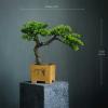 SHUTING2020 Fake Bonsai Tree Grade Simulation Welcome to Tree Tree Bonsai Hotel Office Tea Several Live Hall Extreme Decoration Beautiful Items Artificial Bonsai Tree (Color : C) view 2
