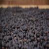 100% Arabica Colombian Medium PremiumCoffee Beans (5) view 3