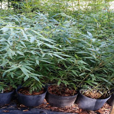 bambusa textillis Seabreeze Bamboo