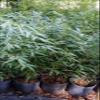 bambusa textillis Seabreeze Bamboo view 1