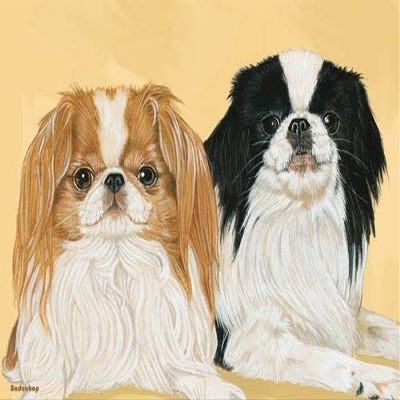 Animal Theme Gifts, Japanese Chin Blank Note Card