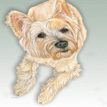 Animal Theme Gifts, Cairn Terrier Blank Note Cards Boxed