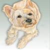 Animal Theme Gifts, Cairn Terrier Blank Note Cards Boxed view 1