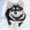 Animal Theme Gifts, Siberian Husky Pup Blank Note Cards Boxed view 1