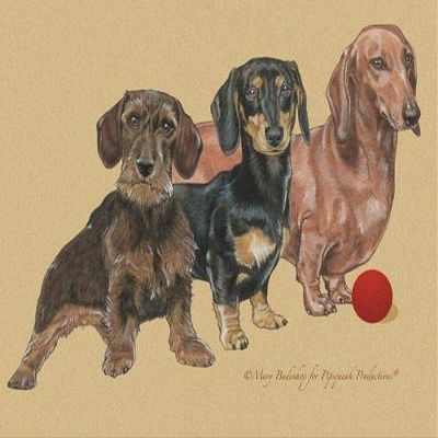 Animal Theme Gifts, Dachshund Blank Note Cards Boxed