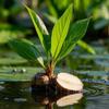 Greenlike Rhizoma Alismatis Ze Xie 16oz view 2