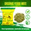 Hija de la Selva Yerba Mate  Traditional Loose Leaf Tea 500g (1.1 lb) | Barbacu Flavor | Sustainably Grown in Argentina | Naturally Aged 2 Years | Gluten-Free, Vegan, Agrochemical-Free view 4