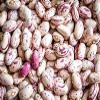 Bulk Dry Cranberry Beans 20 Pounds view 1