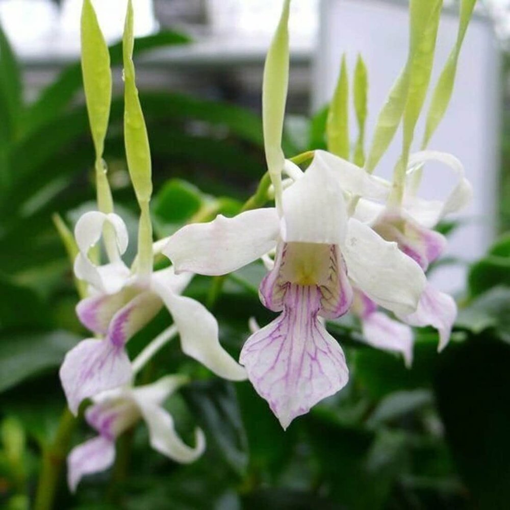 Dendrobium Antennatum Antelope Blooming Size Comes in 4" Pot from Hawaii Fragrant Scent