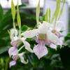 Dendrobium Antennatum Antelope Blooming Size Comes in 4" Pot from Hawaii Fragrant Scent view 1