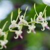 Dendrobium Antennatum Antelope Blooming Size Comes in 4" Pot from Hawaii Fragrant Scent view 2