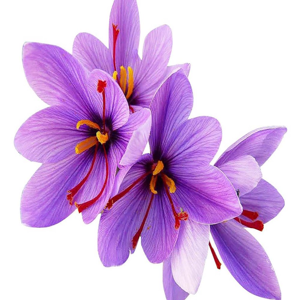 100 Saffron Crocus Sativus Corms - Premium Saffron Bulbs for Planting, Grow Your Own Saffron Spice - Includes Growing Instructions