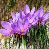 100 Saffron Crocus Sativus Corms - Premium Saffron Bulbs for Planting, Grow Your Own Saffron Spice - Includes Growing Instructions view 2