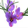 100 Saffron Crocus Sativus Corms - Premium Saffron Bulbs for Planting, Grow Your Own Saffron Spice - Includes Growing Instructions view 4