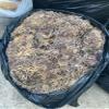 5LB Exotic Gold Sea Moss Gracilaria Irish Moss Wild-Crafted In Jamaica Recommended By Dr. Sebi, 80 Ounce view 2