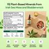 Pella Nutrition Sea Moss Drops with Bladderwrack  4X Faster Absorption Than Irish Sea Moss Gel Superfood, Gummies, and Capsules  Digestive & Immune Support Supplement (Strawberry Lime, 60mL) view 4