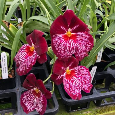 Charming MILTONIOPSIS Breathless 'Florence' Orchid Blooming Size from Hawaii