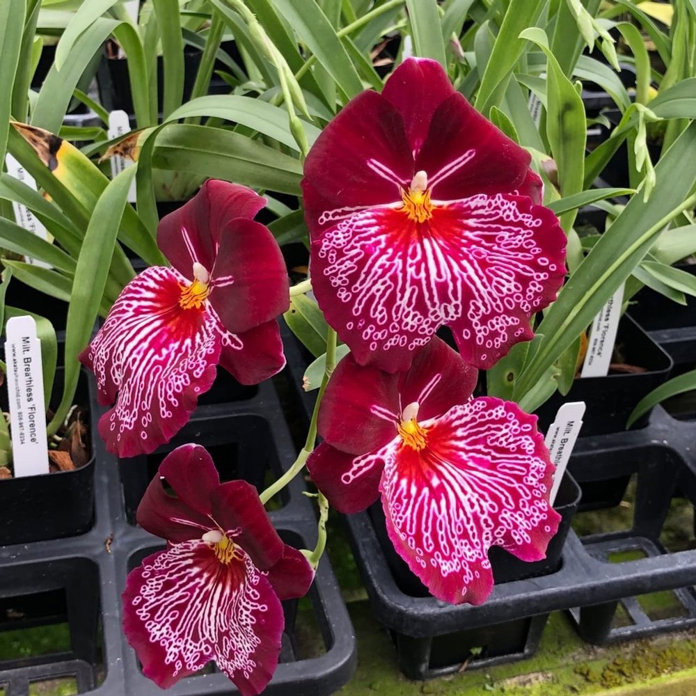 Charming MILTONIOPSIS Breathless 'Florence' Orchid Blooming Size from Hawaii