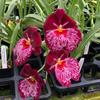Charming MILTONIOPSIS Breathless 'Florence' Orchid Blooming Size from Hawaii view 1