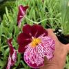 Charming MILTONIOPSIS Breathless 'Florence' Orchid Blooming Size from Hawaii view 2