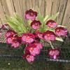 Charming MILTONIOPSIS Breathless 'Florence' Orchid Blooming Size from Hawaii view 3