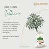 AL MASNOON TALBINA WITH DRY DATES 750 grms | A Healthy & Sunnah Diet for all Age Group Pack of 2 view 2