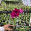 Dendrobium Ladda Red 3" Pot view 2