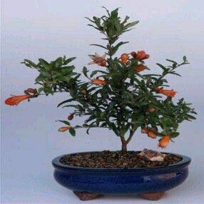 Dwarf Pomegranate Tree Bonsai Flowering Fruiting Punica Granatum Nana 3yo 7" Tall