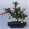 Dwarf Pomegranate Tree Bonsai Flowering Fruiting Punica Granatum Nana 3yo 7" Tall view 1