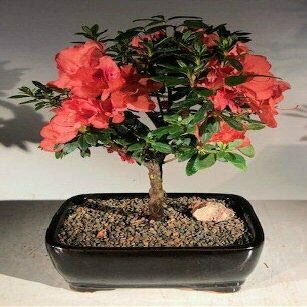 Azalea Bonsai Tree Duc De Rohan Flowering Tropical Southern Indica 19 yo 12" Tall
