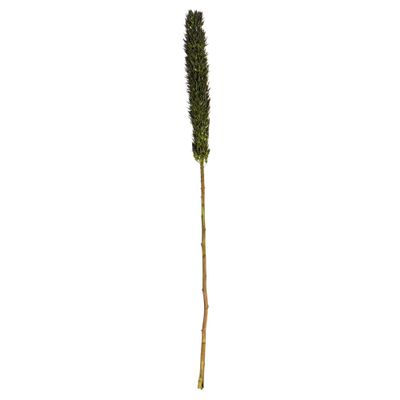 Vickerman 42-46" Basil Cierus Stem. Includes 3 Stems per Pack, Dried