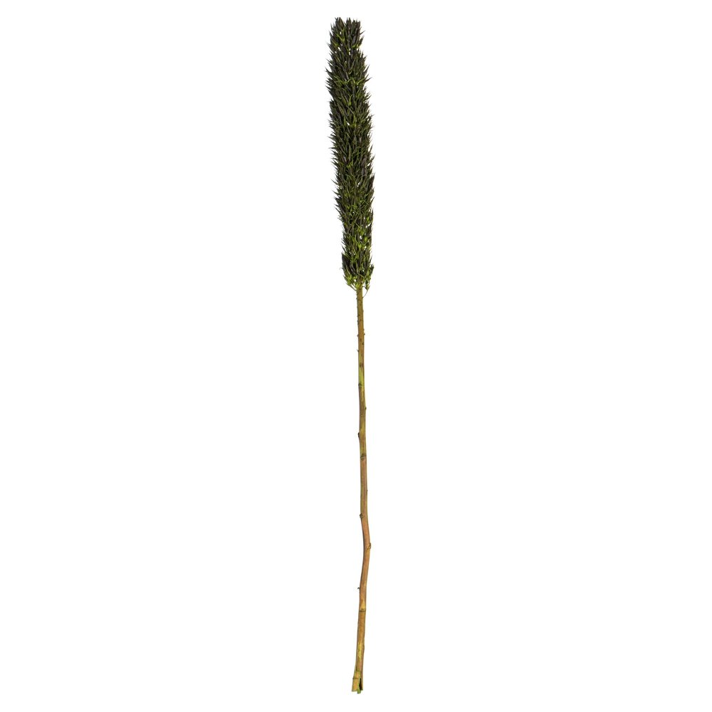 Vickerman 42-46" Basil Cierus Stem. Includes 3 Stems per Pack, Dried