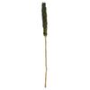 Vickerman 42-46" Basil Cierus Stem. Includes 3 Stems per Pack, Dried view 1