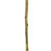 Vickerman 42-46" Basil Cierus Stem. Includes 3 Stems per Pack, Dried view 4