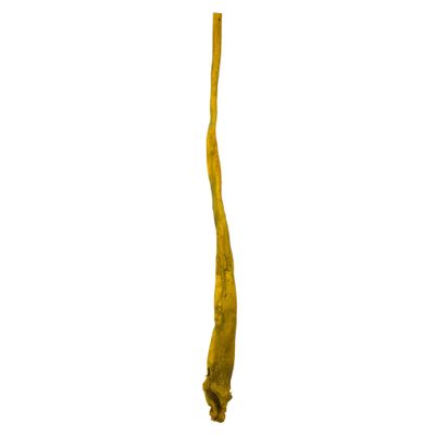 Vickerman 36-38" Basil Kelp - (Sea Kelp), 1 Piece per Pack, Dried