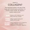 Alaya Multi Collagen Powder - Type I, II, III, V, X Hydrolyzed Collagen Peptides Protein Powder Supplement with MSM + GC (Vanilla) view 4