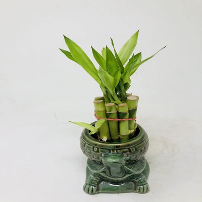 Elegant Turtle Vase with 10 stalks 4" Lucky Bamboo
