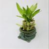 Elegant Turtle Vase with 10 stalks 4" Lucky Bamboo view 2