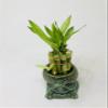 Elegant Turtle Vase with 10 stalks 4" Lucky Bamboo view 3