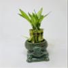 Elegant Turtle Vase with 10 stalks 4" Lucky Bamboo view 4