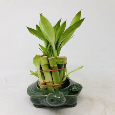 Family Turtle Vase with 10 stalks 4" Lucky Bamboo