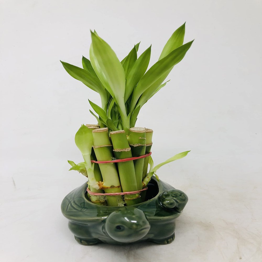 Family Turtle Vase with 10 stalks 4" Lucky Bamboo