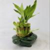 Family Turtle Vase with 10 stalks 4" Lucky Bamboo view 2