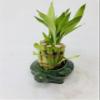Family Turtle Vase with 10 stalks 4" Lucky Bamboo view 3